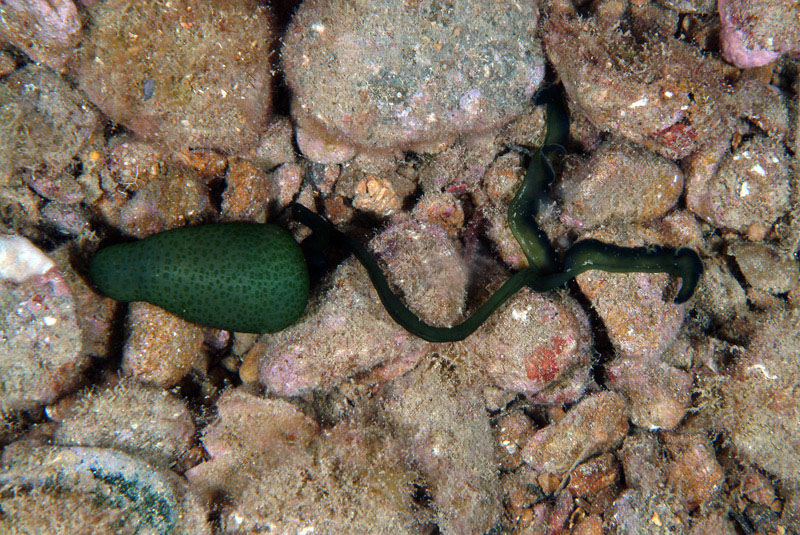 Bonellia viridis